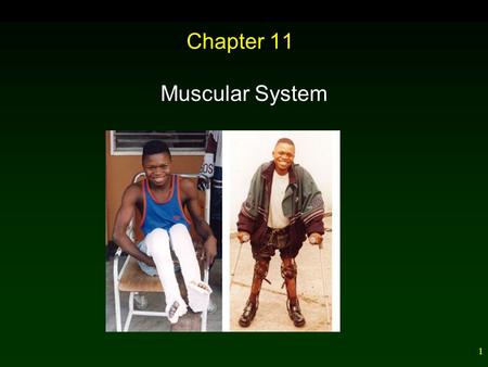 1 Chapter 11 Muscular System. 2 Outline Types and Functions of Muscles – Smooth – Cardiac – Skeletal Muscle Innervation Whole Muscle Contraction – Oxygen.