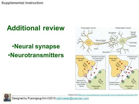 Additional review Neural synapse Neurotransmitters