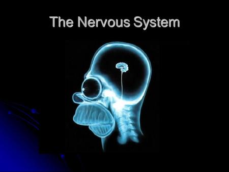 The Nervous System. Nervous system One of the two main communication systems in the body One of the two main communication systems in the body Coordinates.