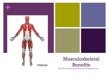 + Musculoskeletal Benefits SkyView Physical Education Department.
