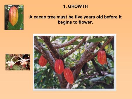 1. GROWTH A cacao tree must be five years old before it begins to flower.