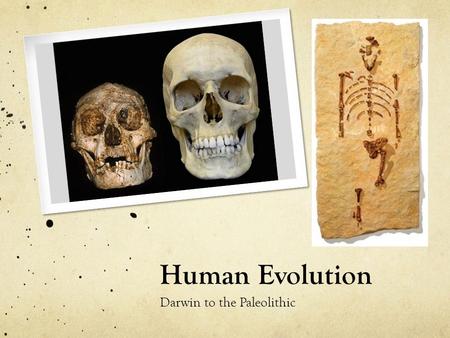 Human Evolution Darwin to the Paleolithic. Today’s Objectives How do humans differ from early primates? Skeleton, organs, culture Why was Homo erectus.