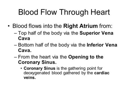 Blood Flow Through Heart Blood flows into the Right Atrium from: –Top half of the body via the Superior Vena Cava –Bottom half of the body via the Inferior.