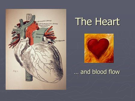 The Heart … and blood flow.