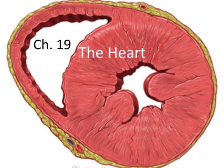 Ch. 19 The Heart.