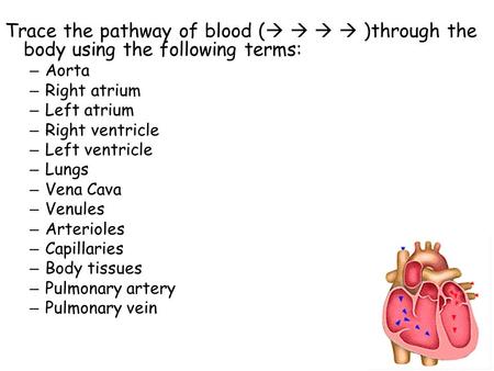 Trace the pathway of blood (     )through the body using the following terms: – Aorta – Right atrium – Left atrium – Right ventricle – Left ventricle.