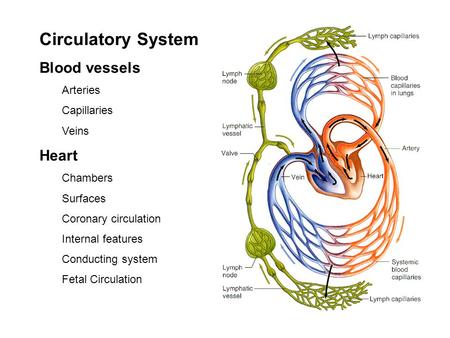 Circulatory System Blood vessels Arteries Capillaries Veins Heart Chambers Surfaces Coronary circulation Internal features Conducting system Fetal Circulation.