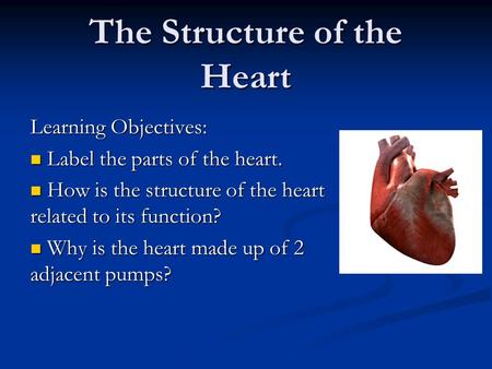 The Structure of the Heart Learning Objectives: Label the parts of the heart. Label the parts of the heart. How is the structure of the heart related to.
