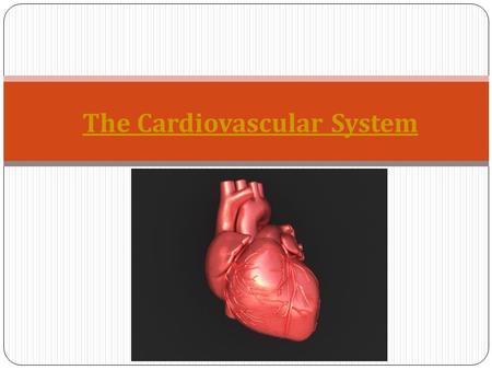 The Cardiovascular System. Q - How many liters of blood does the adult human body contain? A. 5 liters B. 10 liters C. 15 liters.