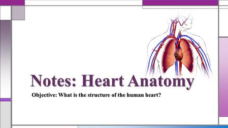 Notes: Heart Anatomy Objective: What is the structure of the human heart?