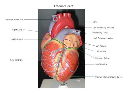 Anterior Heart Superior Vena Cava Aorta Left Pulmonary Arteries