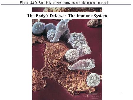 1 Figure 43.0 Specialized lymphocytes attacking a cancer cell The Body’s Defense: The Immune System.