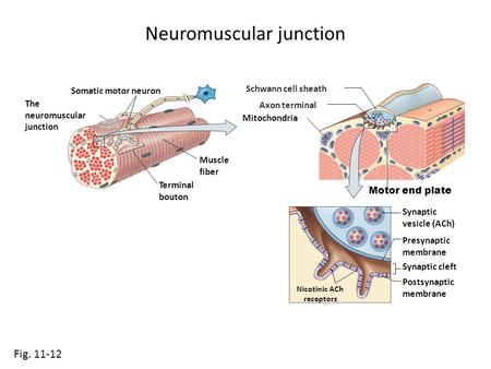 Neuromuscular junction Fig. 11-12 Somatic motor neuron Muscle fiber The neuromuscular junction Motor end plate Terminal bouton Mitochondria Synaptic vesicle.