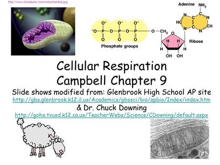 Cellular Respiration Campbell Chapter 9 Slide shows modified from: Glenbrook High School AP site