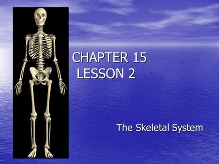CHAPTER 15 LESSON 2 The Skeletal System.