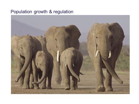 Population growth & regulation. One foundational idea in ecology is that, when given plentiful resources and an absence of controls, populations grow.