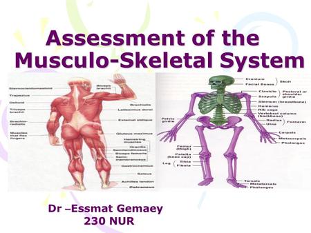 Assessment of the Musculo-Skeletal System Dr – Essmat Gemaey 230 NUR.