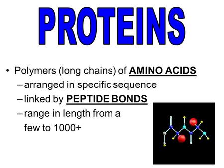 Polymers (long chains) of AMINO ACIDS –arranged in specific sequence –linked by PEPTIDE BONDS –range in length from a few to 1000+