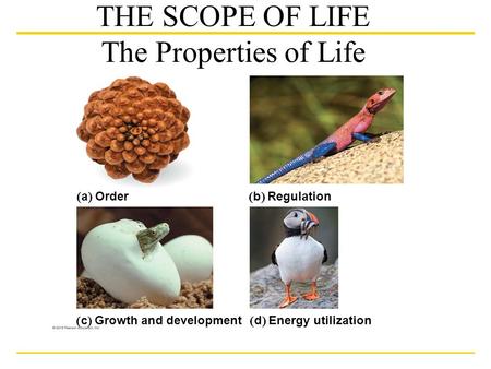  a  Order  b  Regulation  c  Growth and development  d  Energy utilization THE SCOPE OF LIFE The Properties of Life.