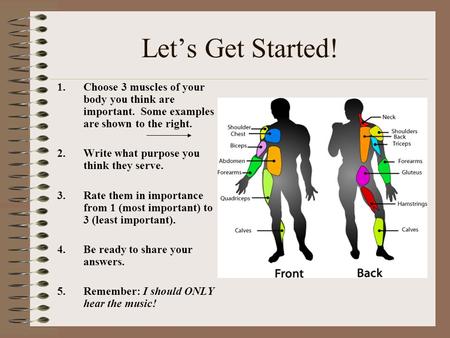 Let’s Get Started! 1.Choose 3 muscles of your body you think are important. Some examples are shown to the right. 2.Write what purpose you think they serve.