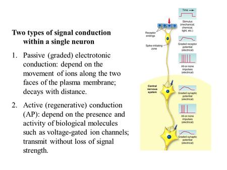 Two types of signal conduction within a single neuron