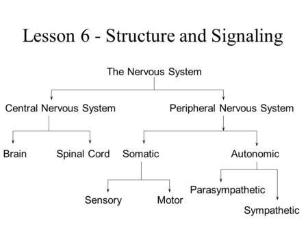 Lesson 6 - Structure and Signaling The Nervous System Central Nervous SystemPeripheral Nervous System BrainSpinal CordSomaticAutonomic SensoryMotor Parasympathetic.