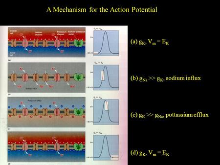 (a) g K, V m = E K (b) g Na >> g K, sodium influx (c) g K >> g Na, pottassium efflux (d) g K, V m = E K A Mechanism for the Action Potential.