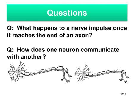 Questions 17-1 Q: What happens to a nerve impulse once it reaches the end of an axon? Q: How does one neuron communicate with another?