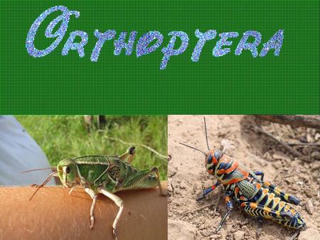 All Grasshoppers have three main body parts, the head, the thorax and the abdomen. Grasshoppers have six jointed legs, two pairs of wings and two antennae.
