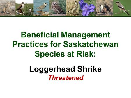 Beneficial Management Practices for Saskatchewan Species at Risk: Loggerhead Shrike Threatened.