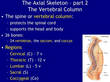 The Axial Skeleton – part 2 The Vertebral Column
