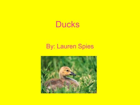 Ducks By: Lauren Spies.