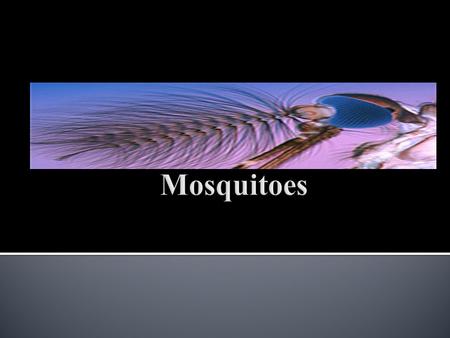 Mosquitoes.