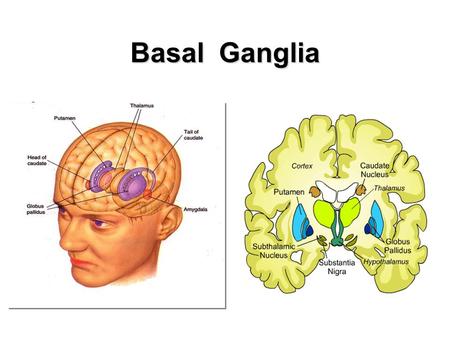 Basal Ganglia. Involved in the control of movement Dysfunction associated with Parkinson’s and Huntington’s disease Site of surgical procedures -- Deep.