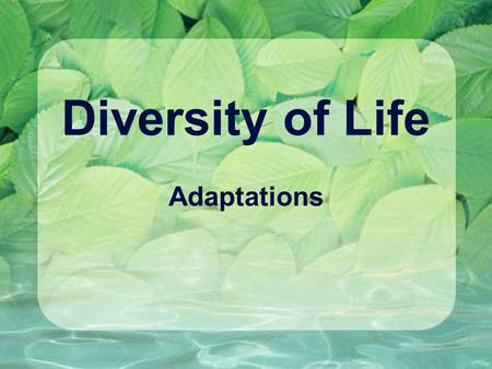 Diversity of Life Adaptations. Definitions Characteristics that give an organism a better chance of survival – a survival advantage Special traits that.