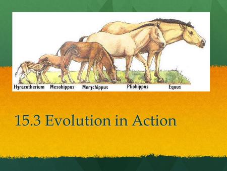 15.3 Evolution in Action. Standards CLE 3210.5.5 Explain how evolution contributes to the amount of biodiversity CLE 3210.5.3 Explain how genetic variation.