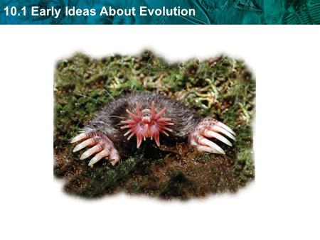 Spontaneous Generation – living things could come from nonliving things