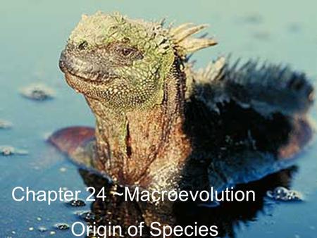 Chapter 24 ~Macroevolution Origin of Species. What is a species? A population whose members have the potential to interbreed and produce viable, fertile.