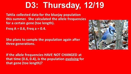 D3: Thursday, 12/19 Tahlia collected data for the bluejay population this summer. She calculated the allele frequencies for a certain gene (toe length).