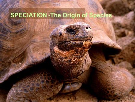 SPECIATION -The Origin of Species. What is speciation?  Recap:  Species = a population or group of populations whose individual members can interbreed.