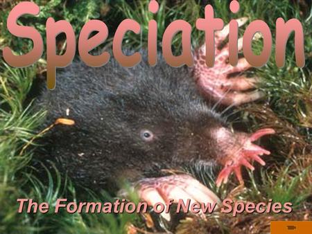 The Formation of New Species. Isolation of Subpops  Mechanisms of evolution cause isolated subpops to diverge.