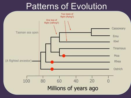 Patterns of Evolution. Sequential Evolution Changes in the gene pool from one generation to the next. Populations evolve gradually as they become adapted.