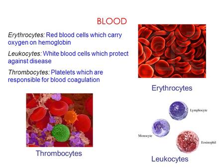 BLOOD Erythrocytes Leukocytes Thrombocytes Erythrocytes: Red blood cells which carry oxygen on hemoglobin Leukocytes: White blood cells which protect against.
