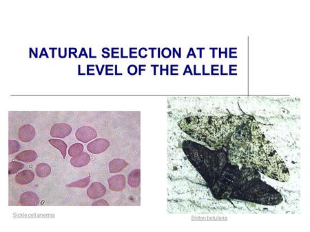 NATURAL SELECTION AT THE LEVEL OF THE ALLELE Biston betularia Sickle cell anemia.
