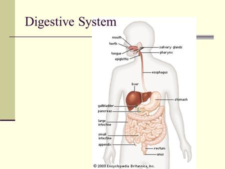 Digestive System. Digestion The process of breakdown of complex food molecules into simple molecules. Process involves Ingestion (Intake of Food) Digestion(