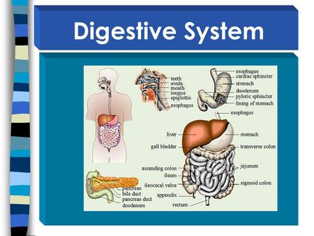 Digestive System.
