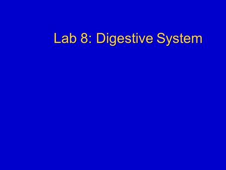 Lab 8: Digestive System. Announcements Exams Lab notes will be on reserve in library and on the web.