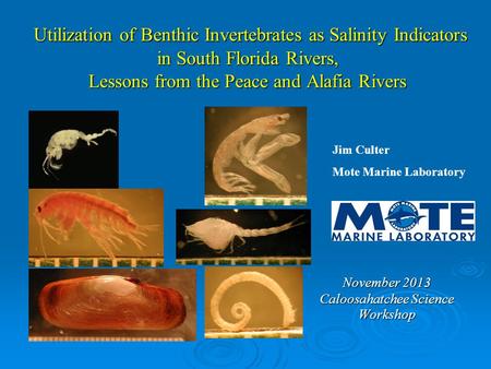 Utilization of Benthic Invertebrates as Salinity Indicators in South Florida Rivers, Lessons from the Peace and Alafia Rivers Utilization of Benthic Invertebrates.