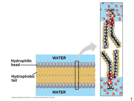WATER Hydrophilic head Hydrophobic tail WATER.