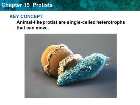 19.2 Animal-Like protists. KEY CONCEPT Animal-like protist are single-celled heterotrophs that can move.